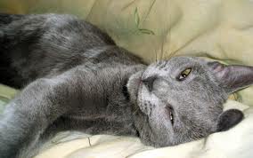 images[9]
