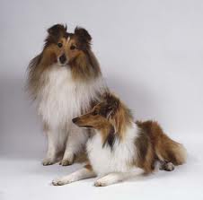 images[9]
