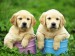 images[1]