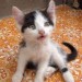 images[5]